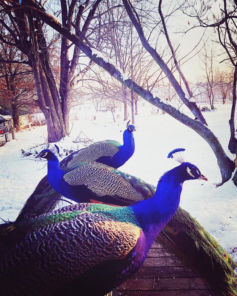 Dancing Bear Cafe & Gifts Menu