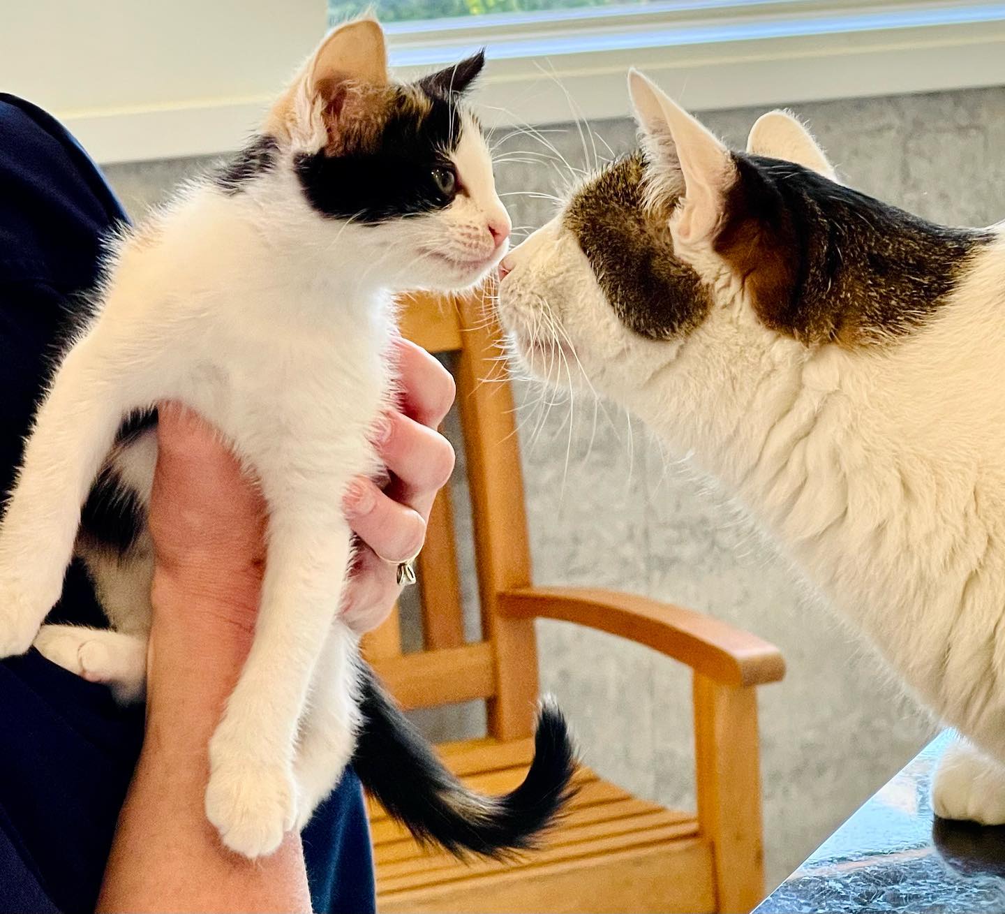 Pet Health Center PC St. Peters