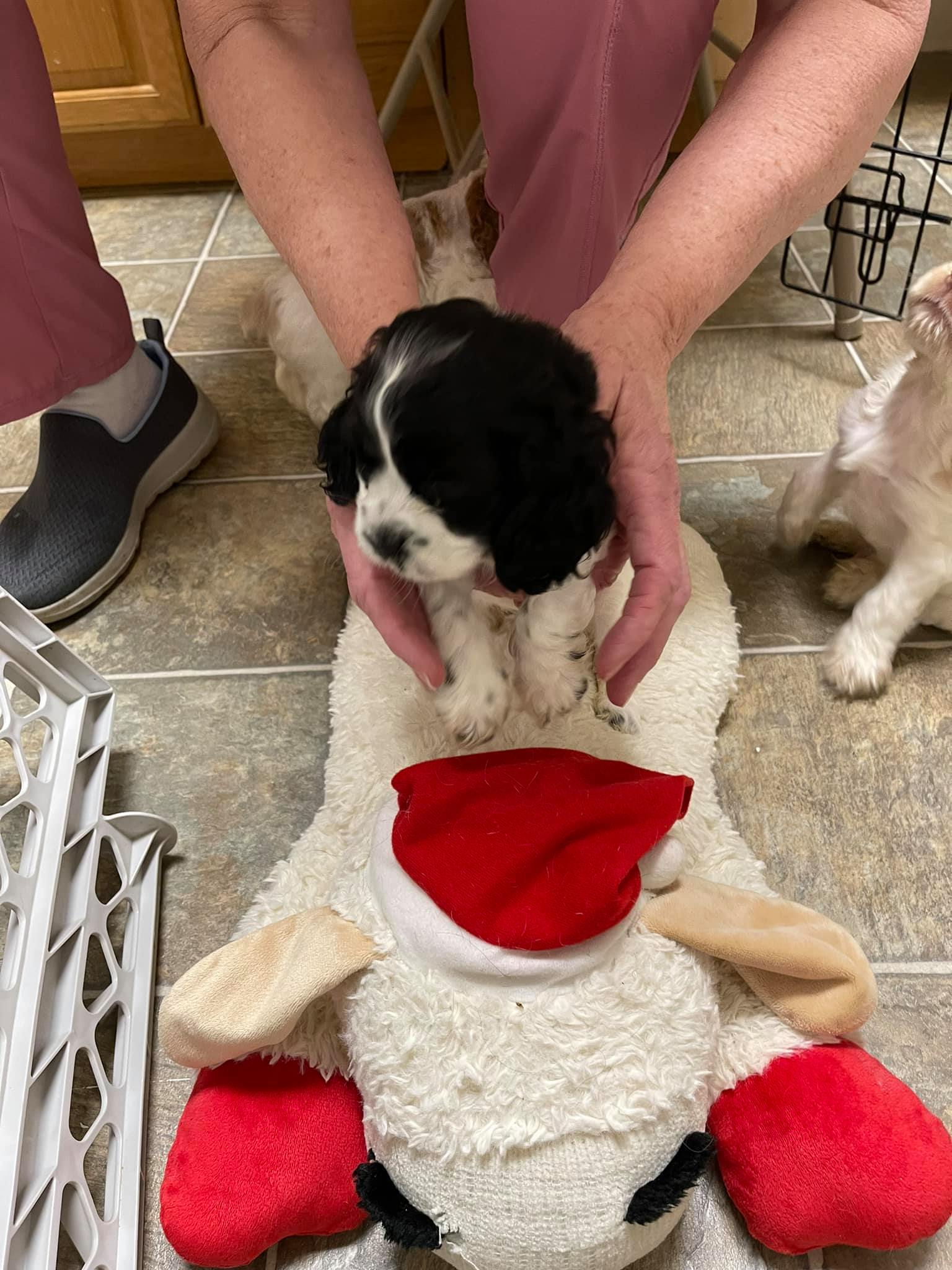 Four Paws Animal Health Center Greenwood