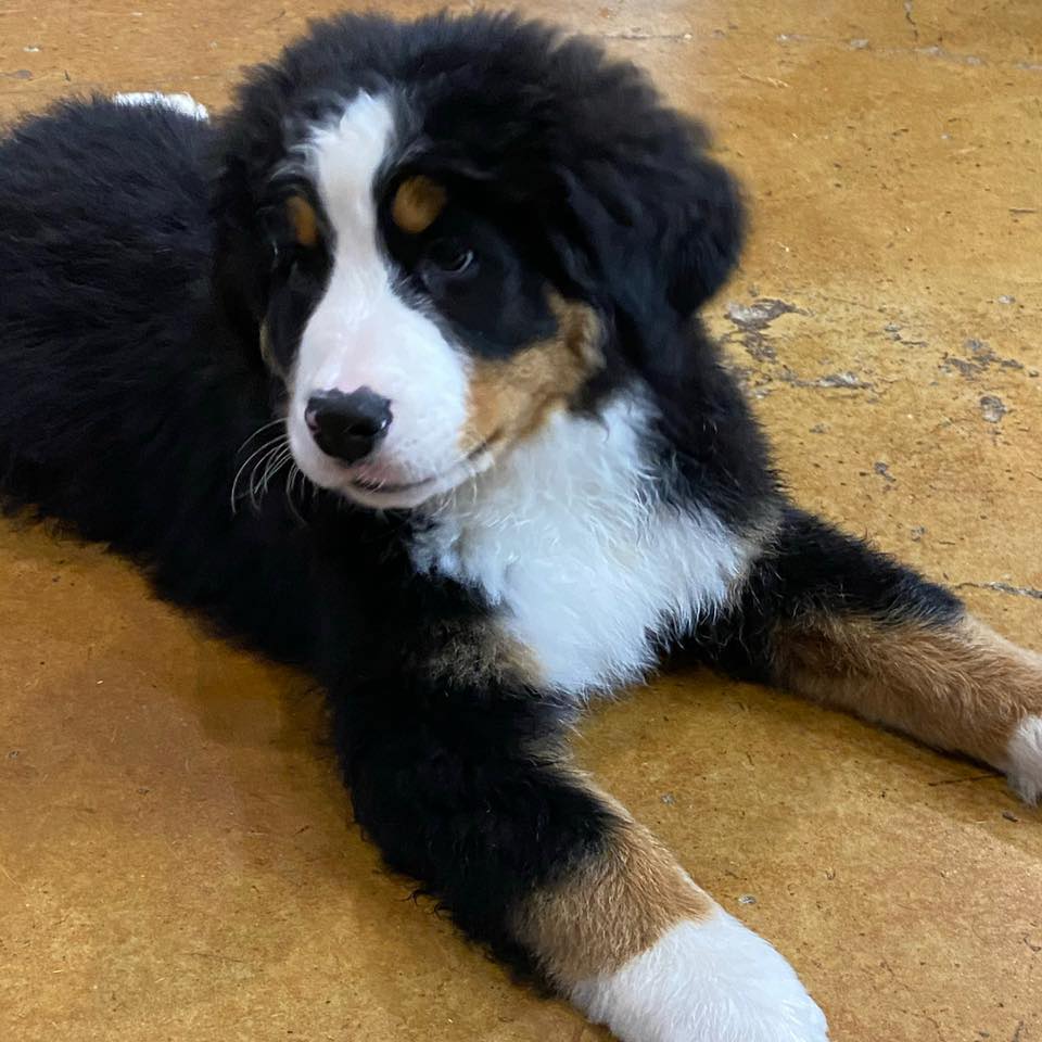 Hernando Kennels Hernando