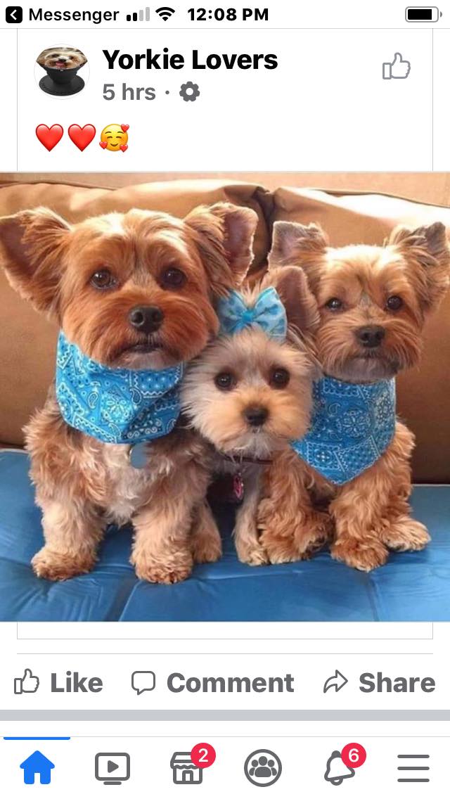 Pawfection Pet Grooming Albemarle