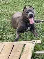 The Canine Homestead