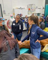 Bill Hay, DVM - Tryon Equine Hospital