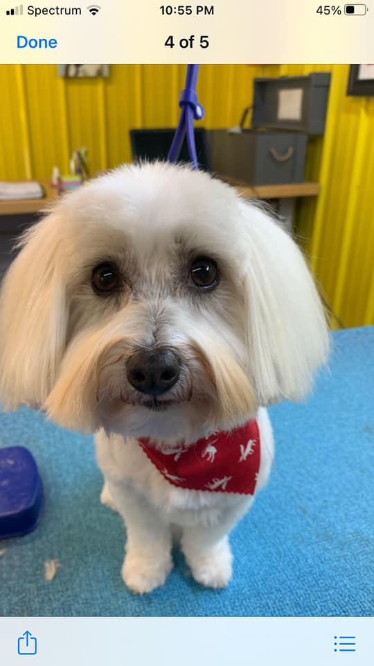 Petropolitan Dog Grooming Durham