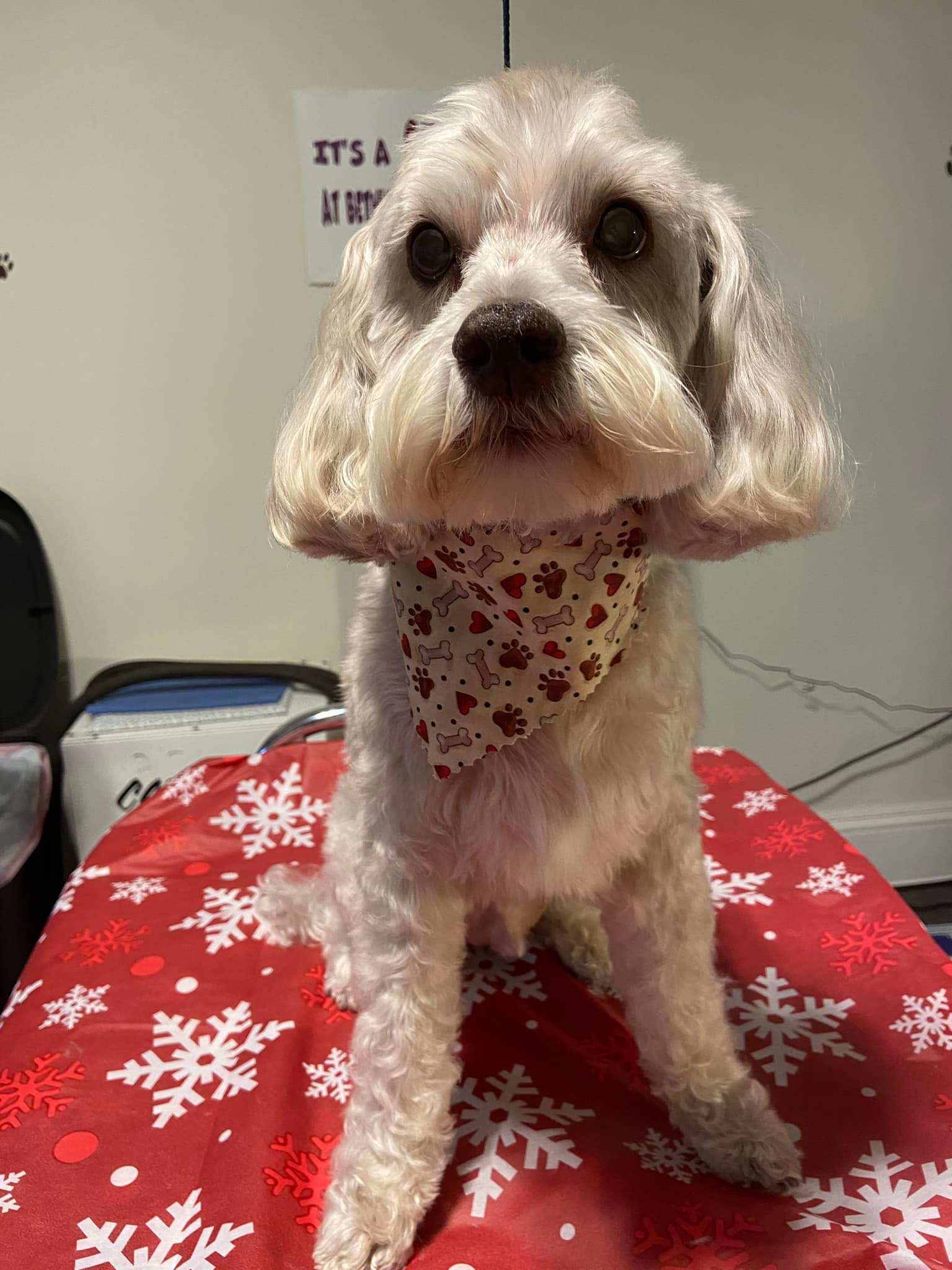 Beth's Barks N Bubbles Durham