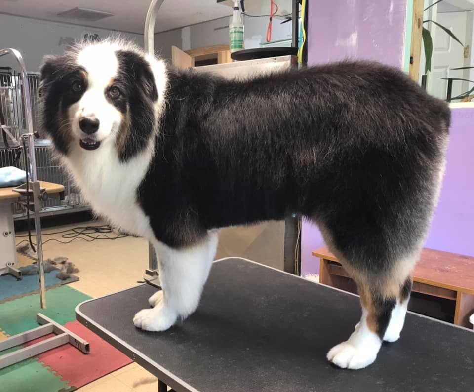 K 9 Designs Fletcher