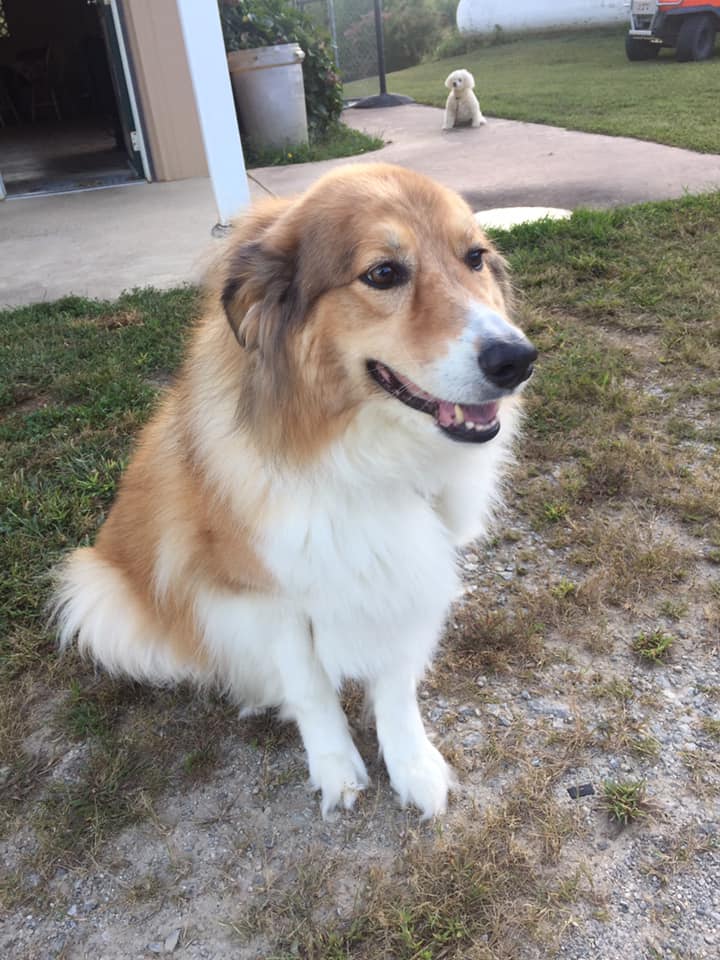 Fruitlands Kennels Hendersonville