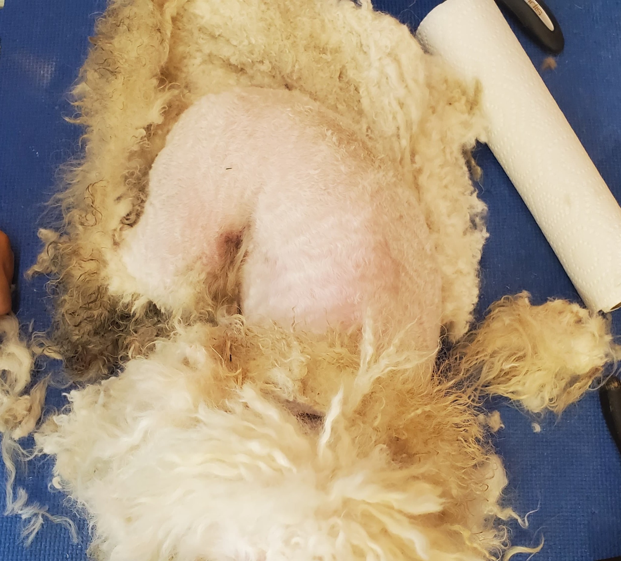 The Pet Puddle Oxford