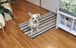 Kritter Kutts Pet Grooming