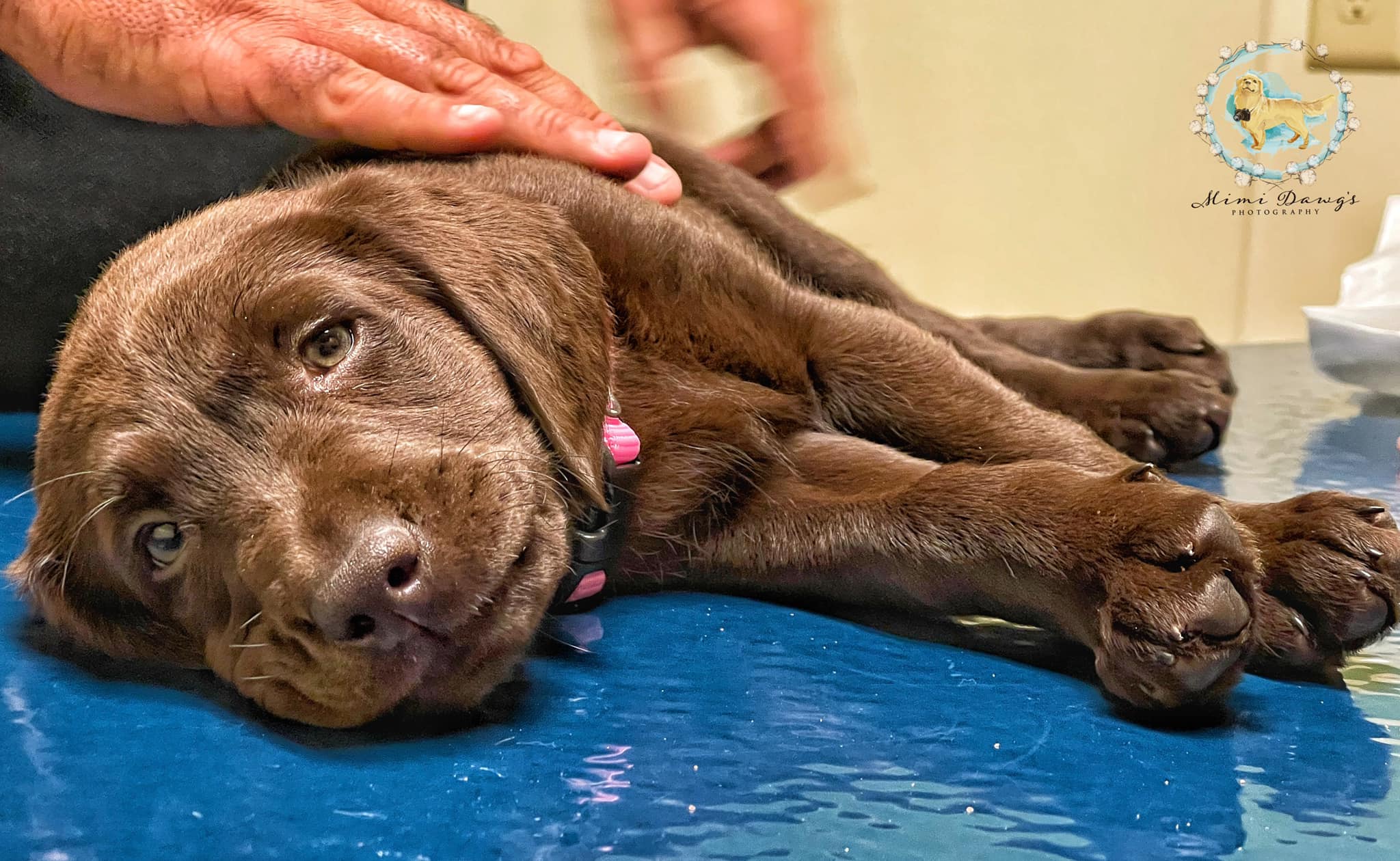 Creekside Animal Hospital - Lovell Elias Cynthia DVM Roanoke Rapids