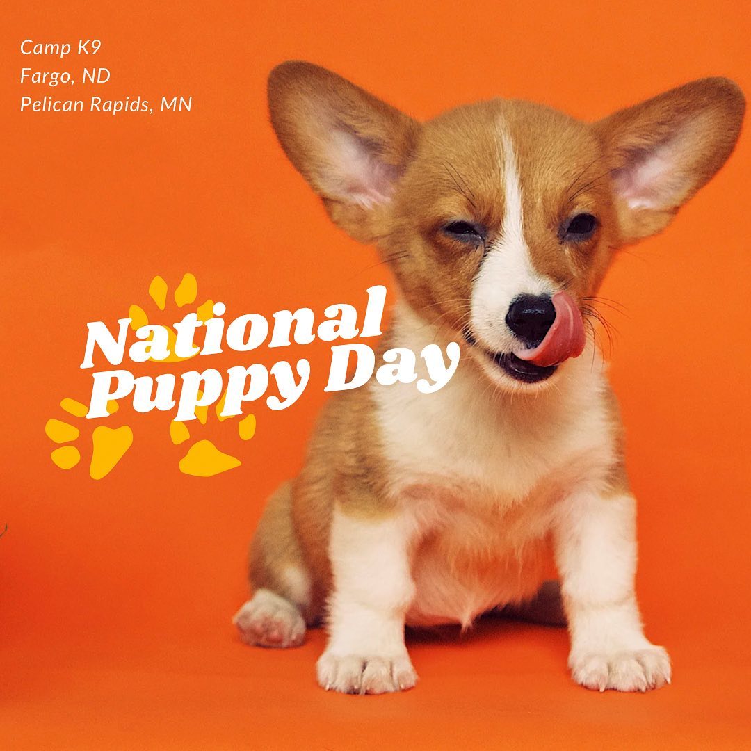Camp K9 Fargo