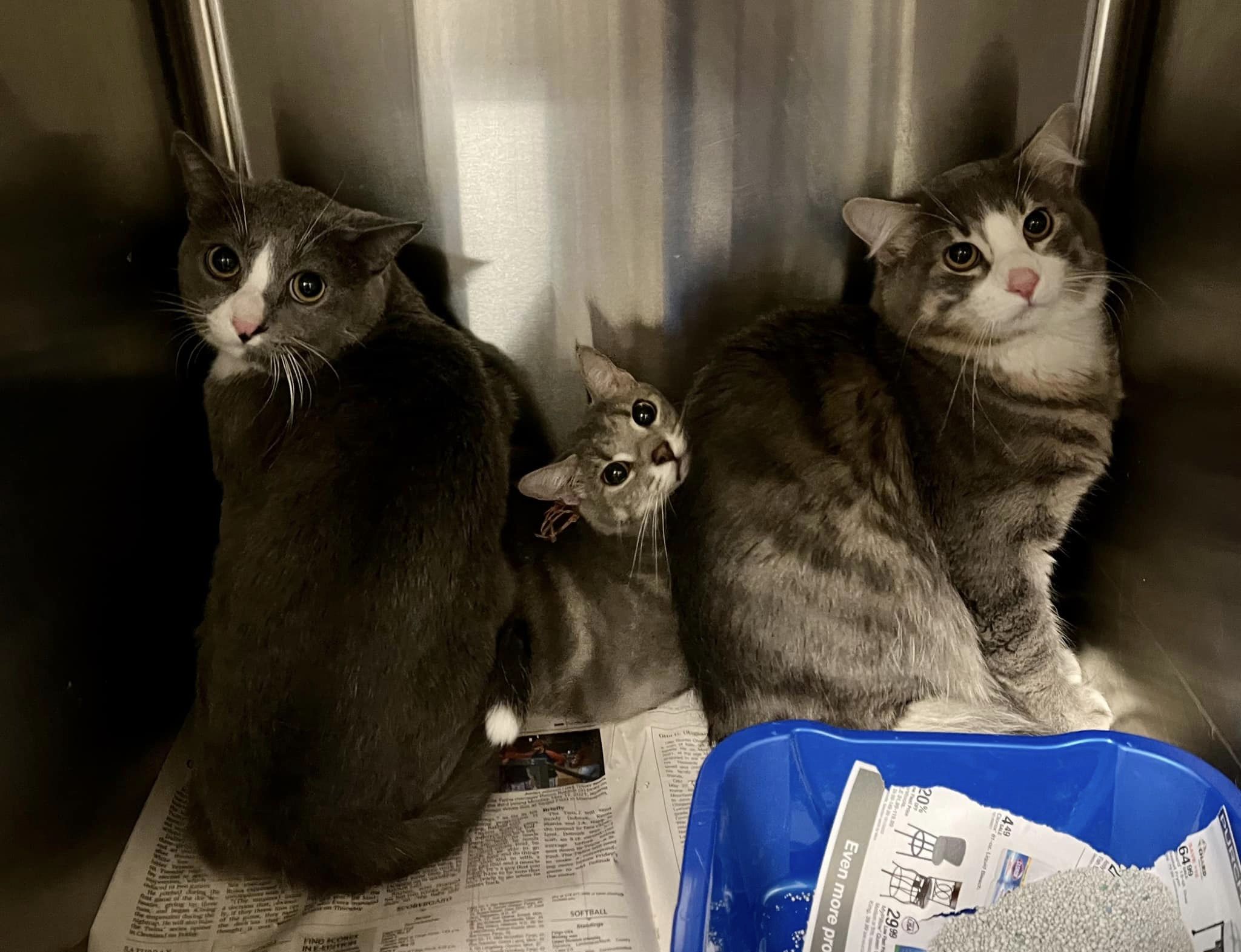 Cats Cradle Shelter Inc Fargo