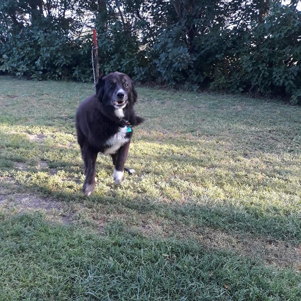 Roberts Pet Care Jamestown