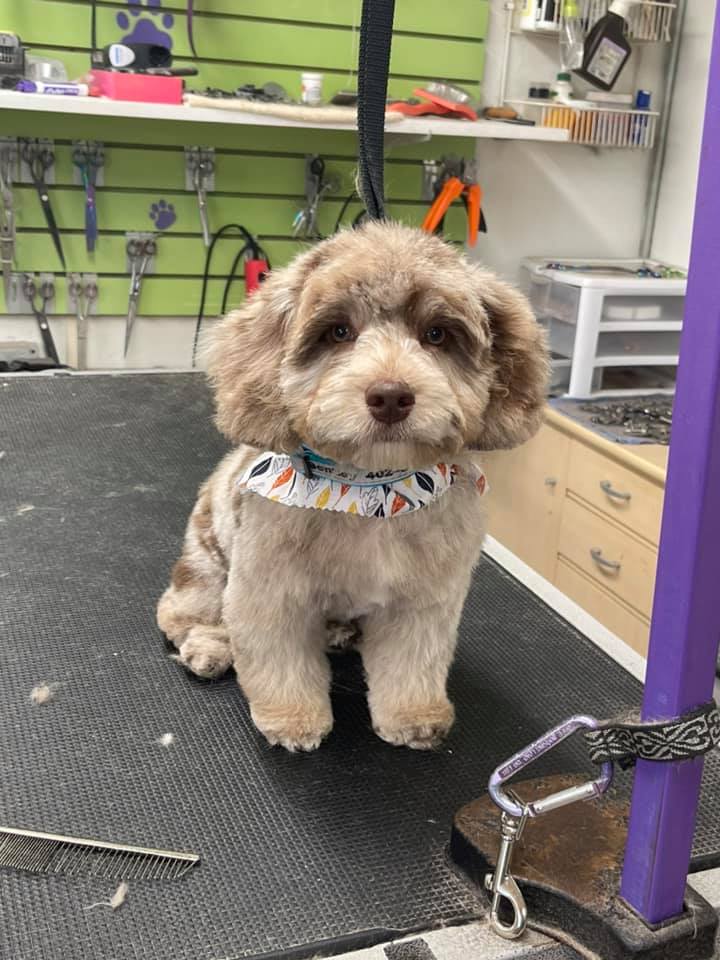 Muddy Paws Grand Island