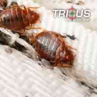 Trius Pest Management
