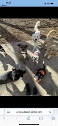 Tamed Paw's Dog Daycare