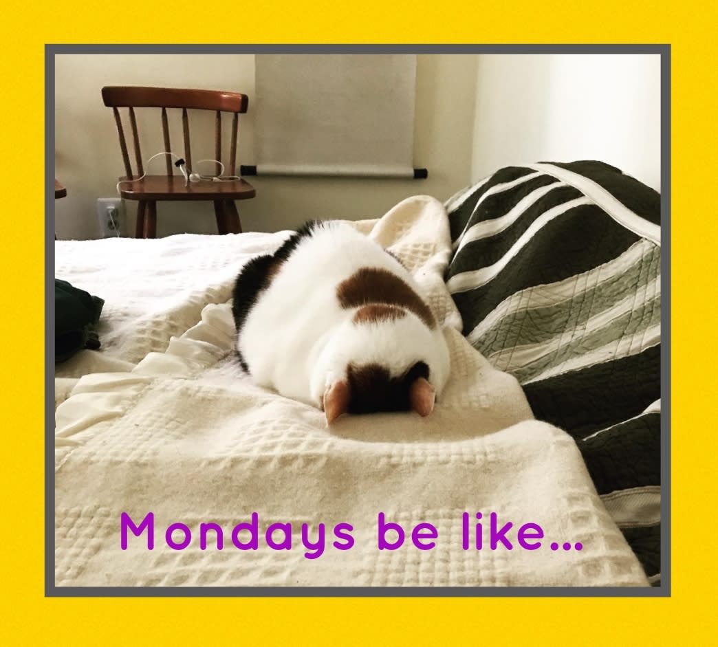 Madison Animal Hospital Madison