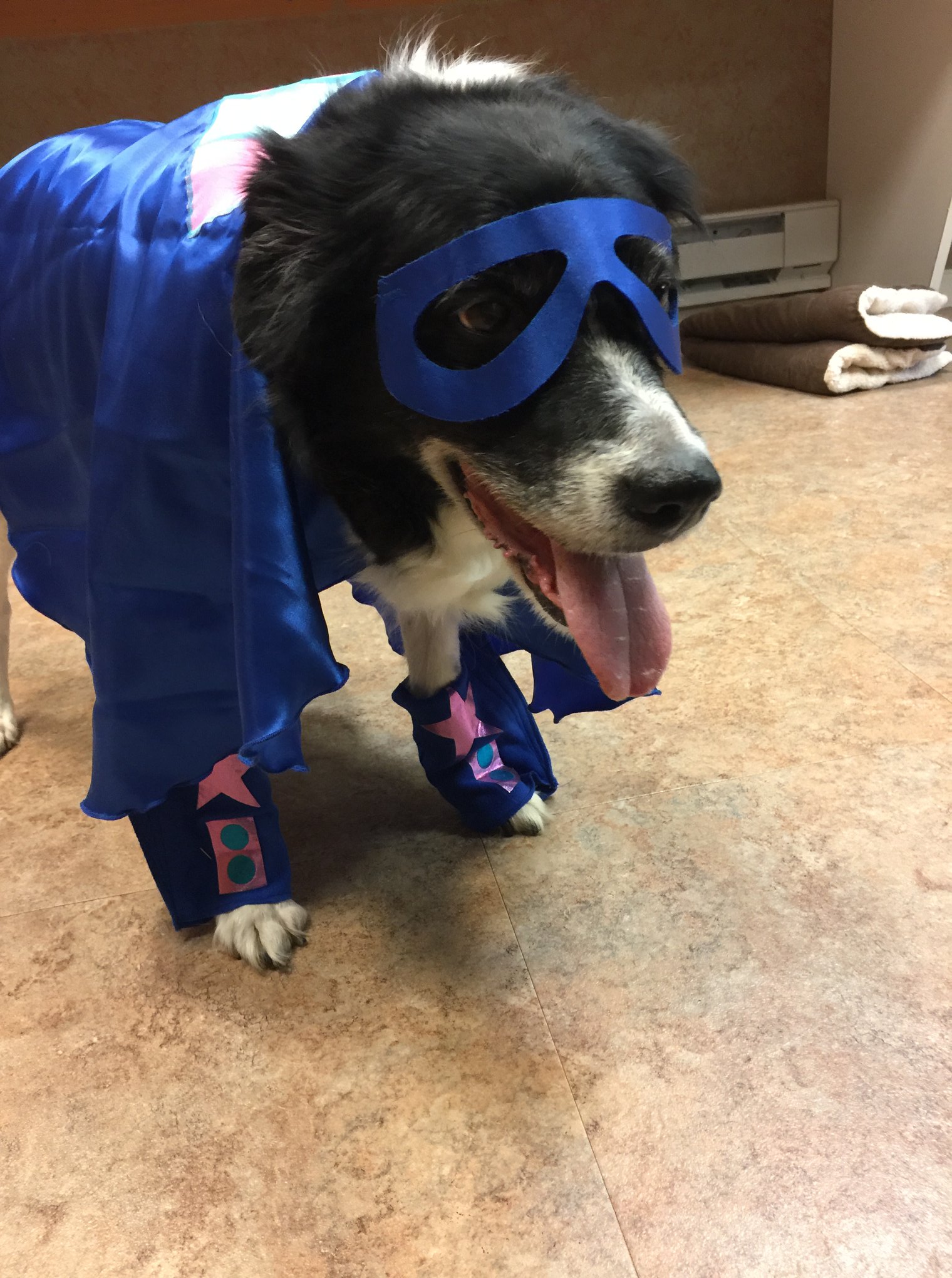 Roxdane Kennels Warren