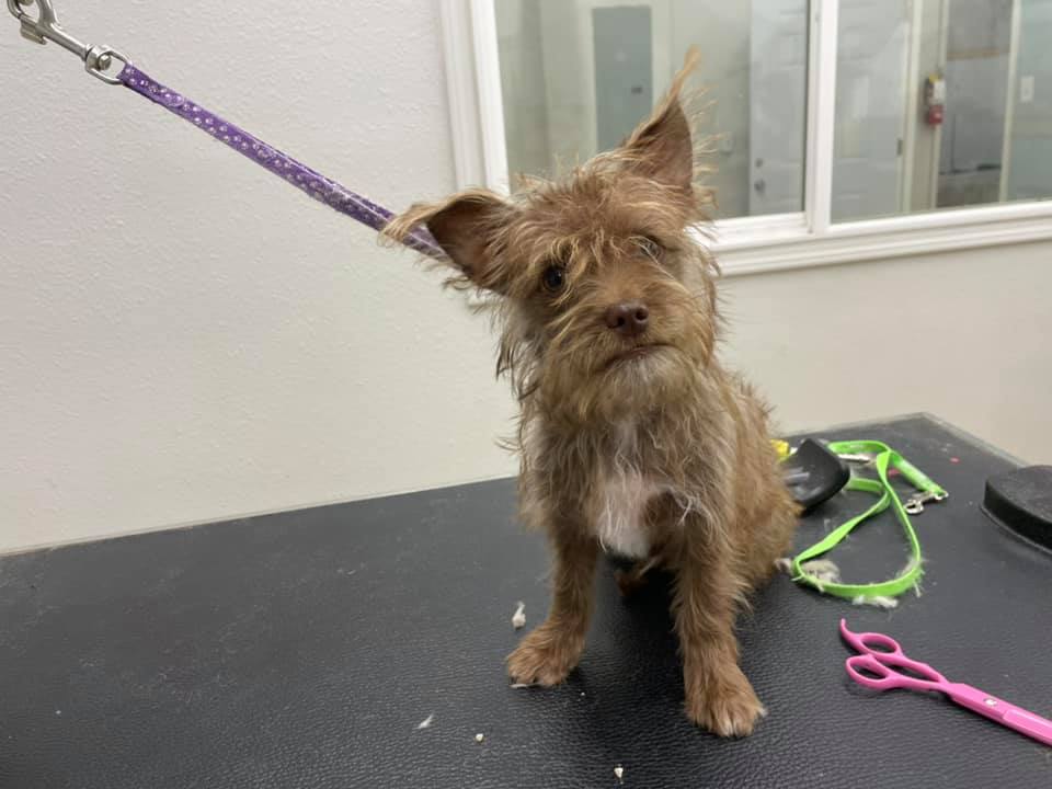 Wags and Whiskers Boarding Kennel Artesia