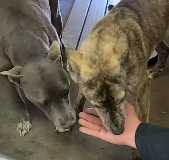 Humane Society Deming