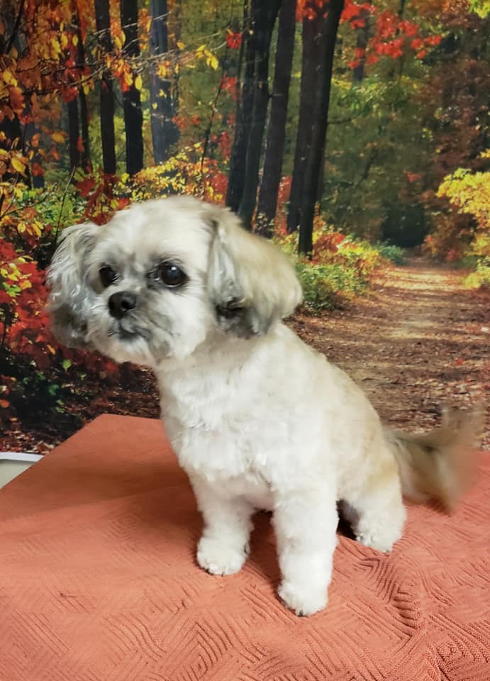 The Paw Spa Las Cruces