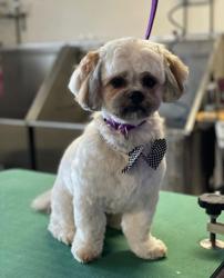 Groomer's Choice Pet Products