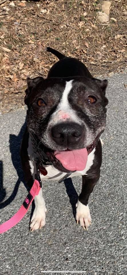 SunnyD's Professional Pet Sitting Brewster