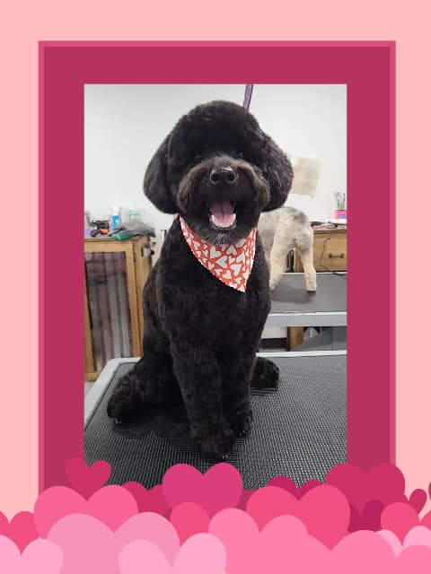 Pretty Paws Grooming Salon Buffalo