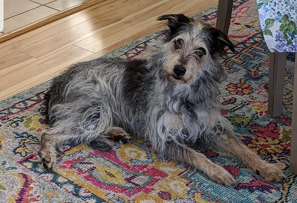 Puppy Playpen Buffalo