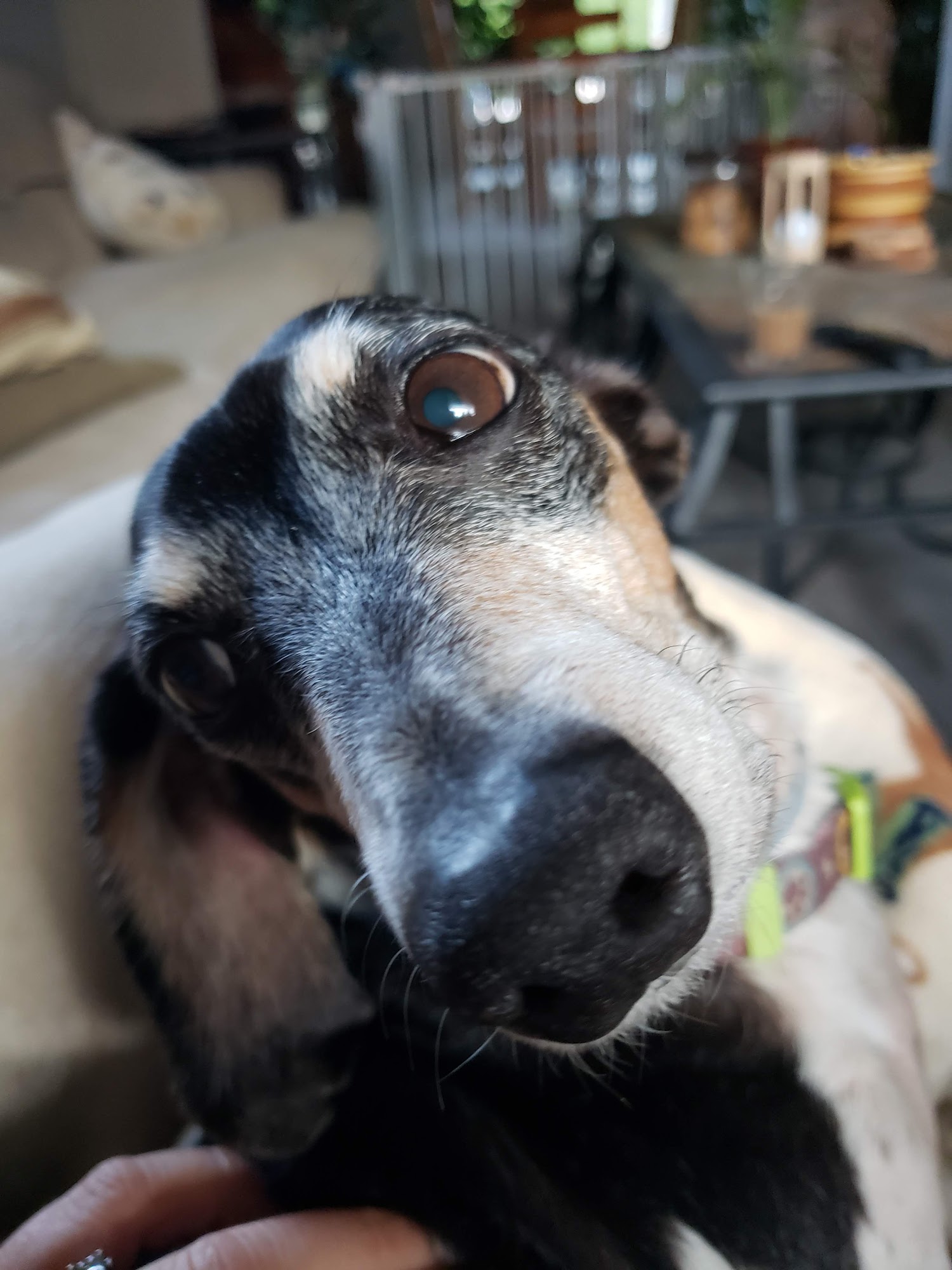 Barbara a Allen DVM Canandaigua