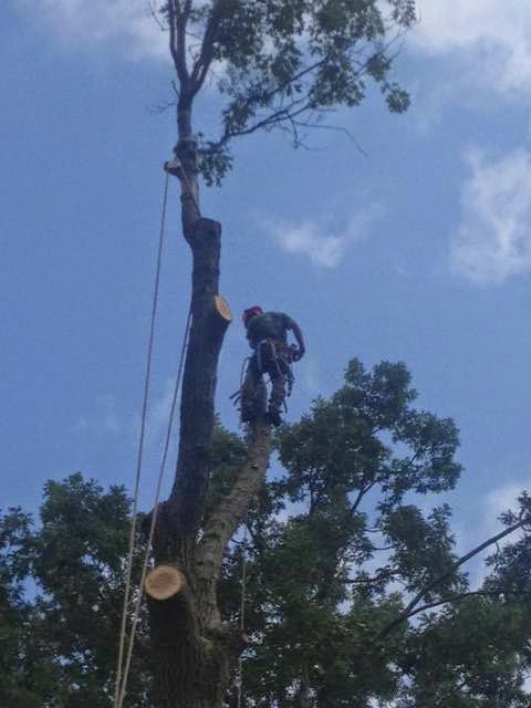 Welsh Tree Care 2079 Cook Rd, Charlton New York 12019