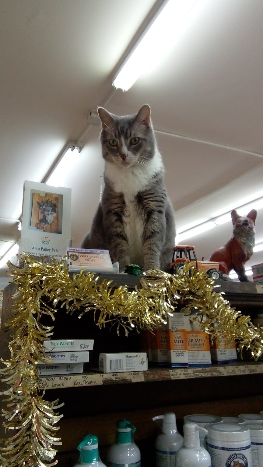 Bulldogs Feed Company East Aurora