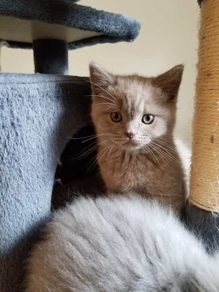 RocSteady Bulldogs Germantown