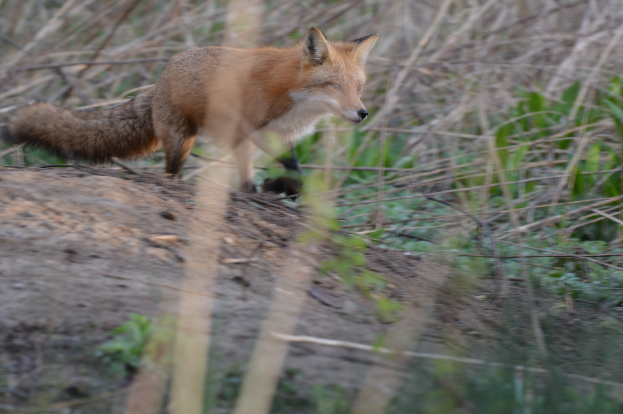 FluffyPaw's Pet Luv Hilton