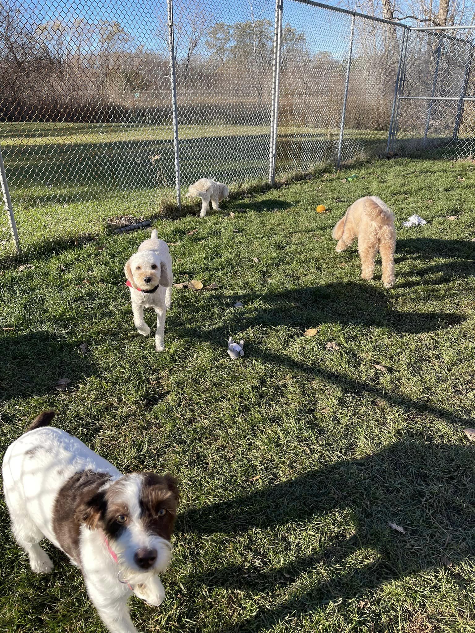 Puppy Love Hotel Rochester