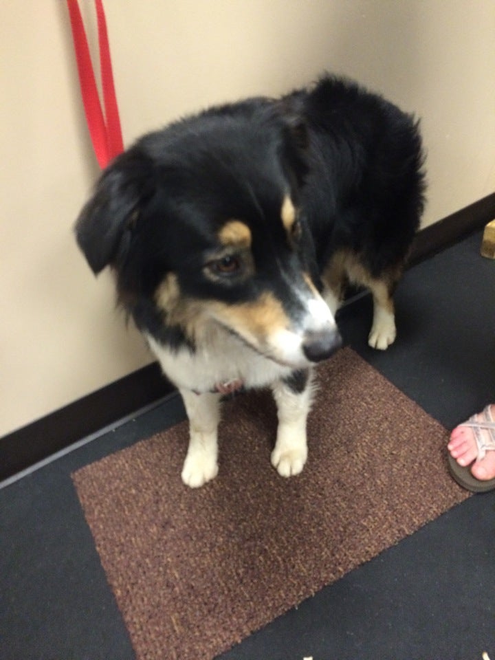 Tails of Success: Dog Daycare and Training Rochester