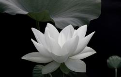 Lotus Beauty & body