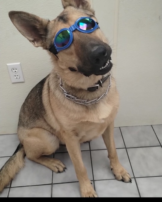 A&A Pretty Pets LLC Cincinnati