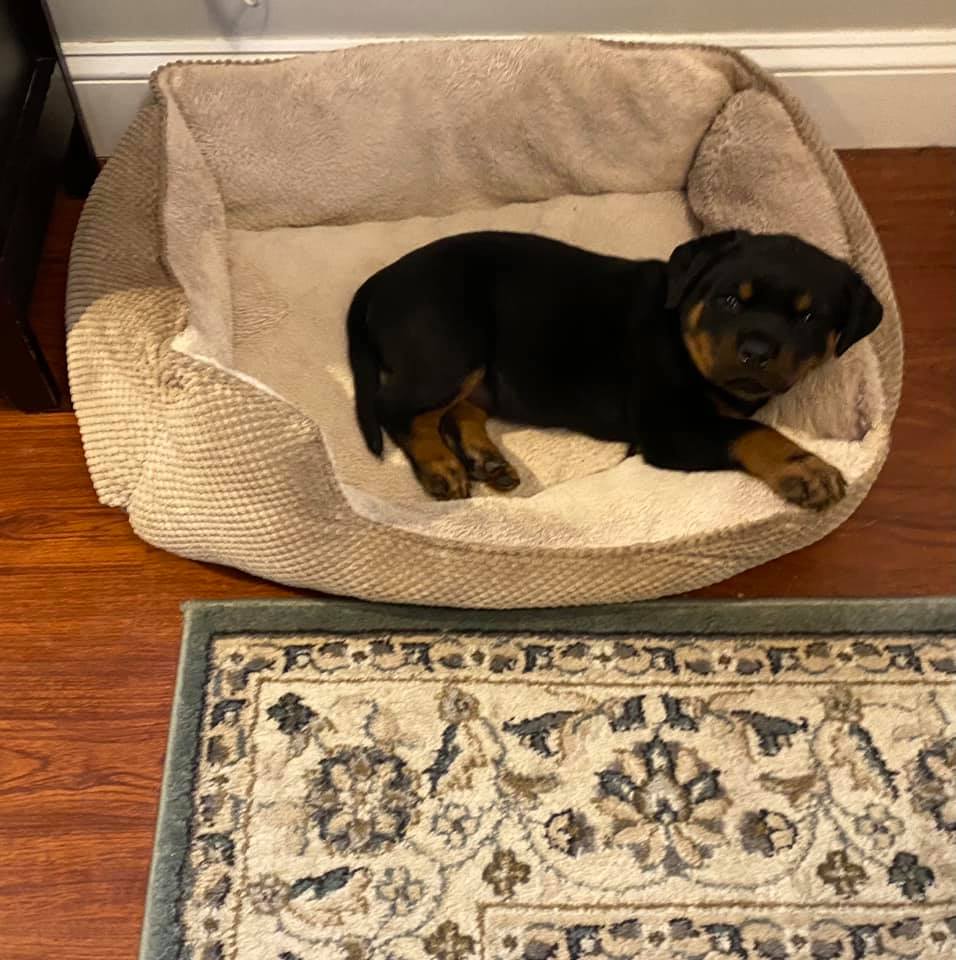 Super Dogs School For Dogs Cleves