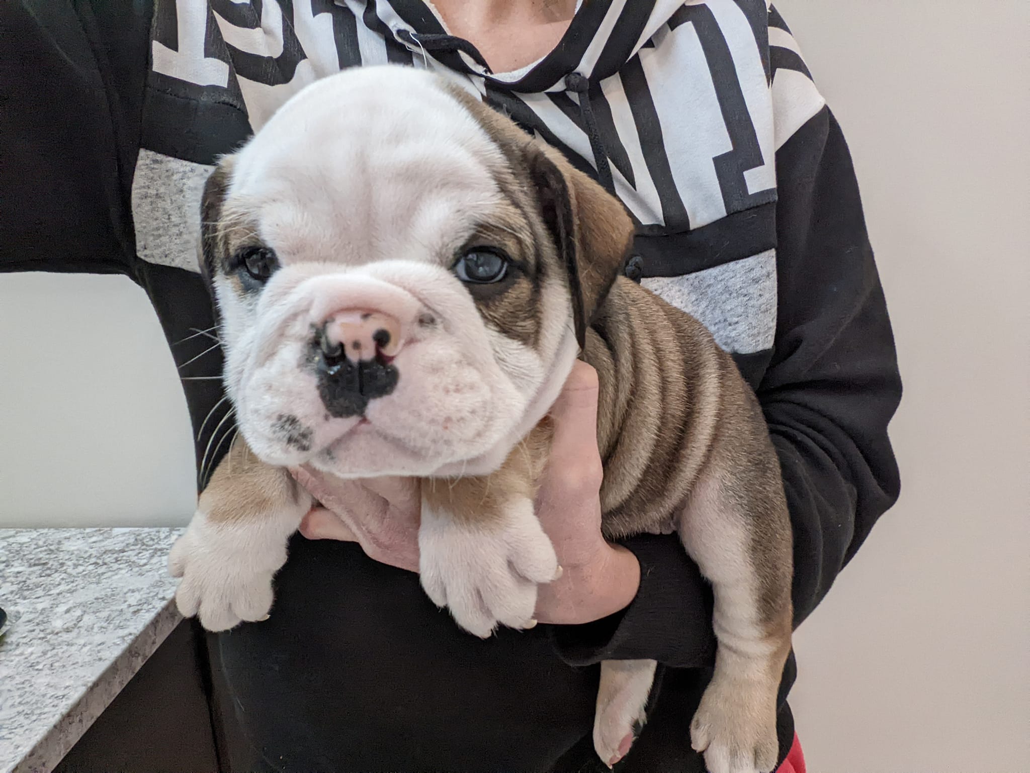 Crawford Bulldogs Findlay