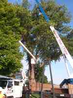 Buckeye Tree and crane service LLC