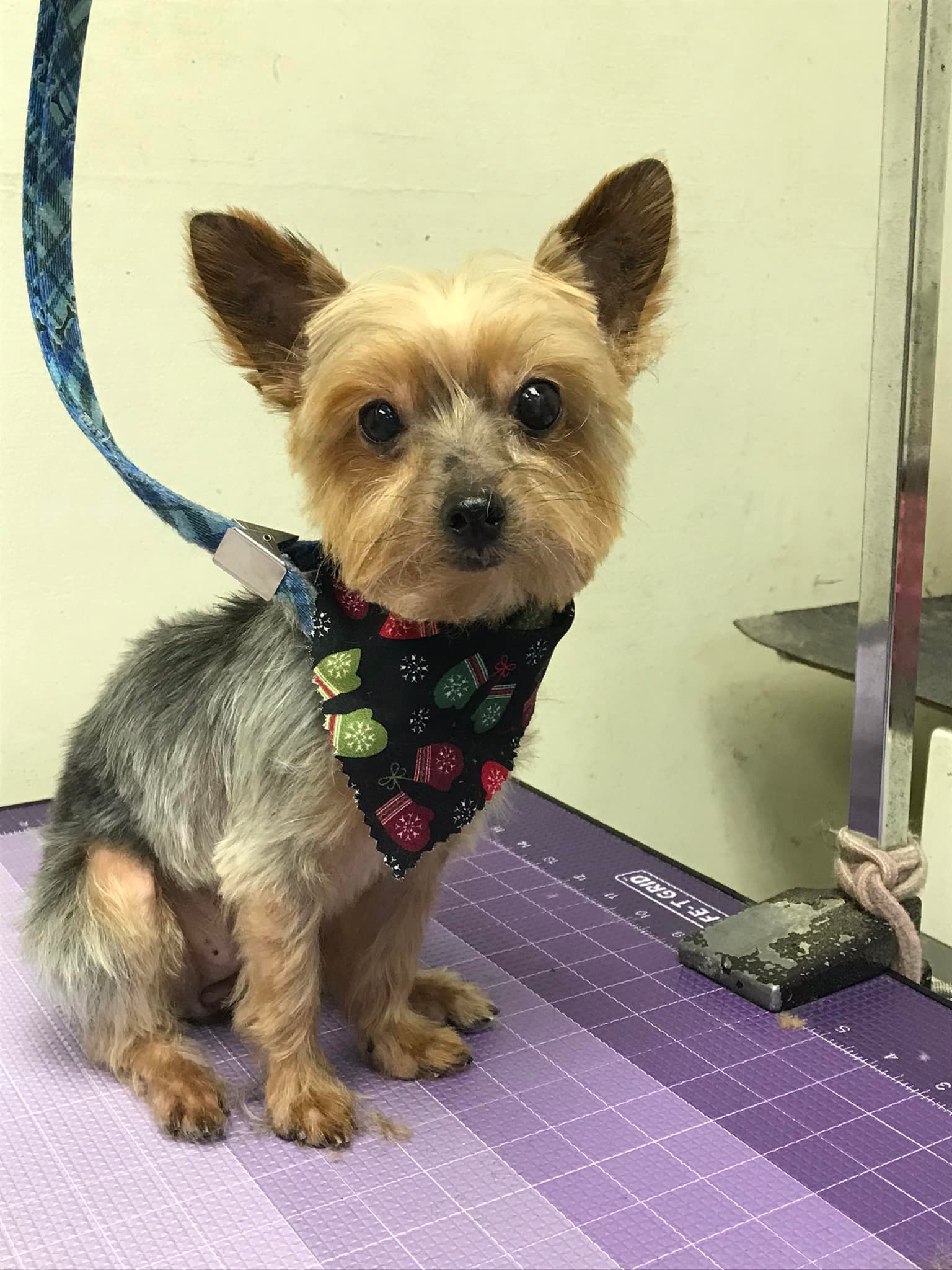 Litchfield Grooming Litchfield