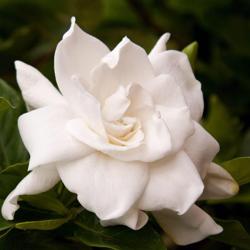 Gardenia Salon and Spa