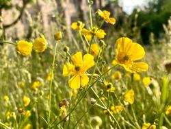 CLE Landscaping Co., LLC