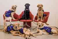 National Service Dogs