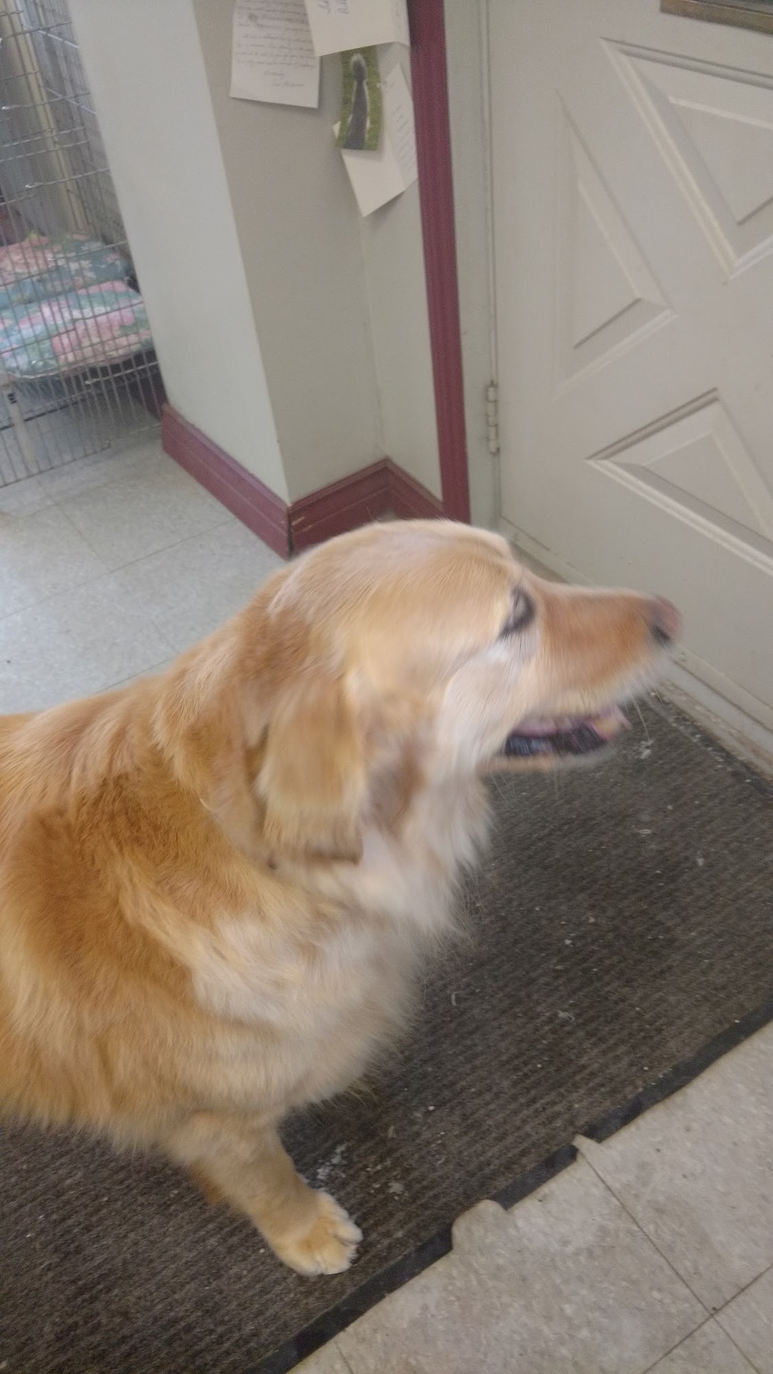 Gina's Dog Grooming Orillia