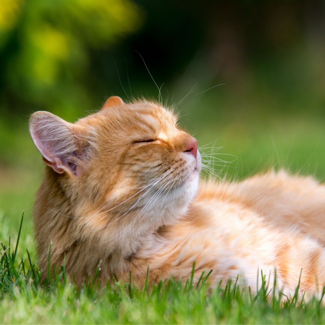 King Duke's Beaverton