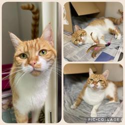 Minnequa Veterinary Cottage