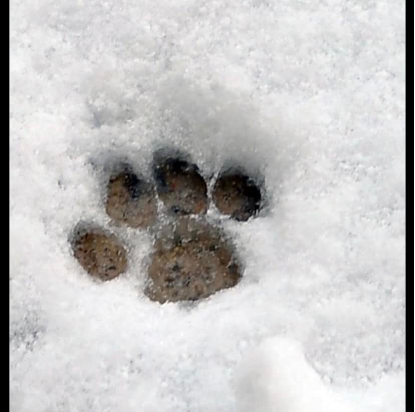 Lynn Platt, VMD Doylestown