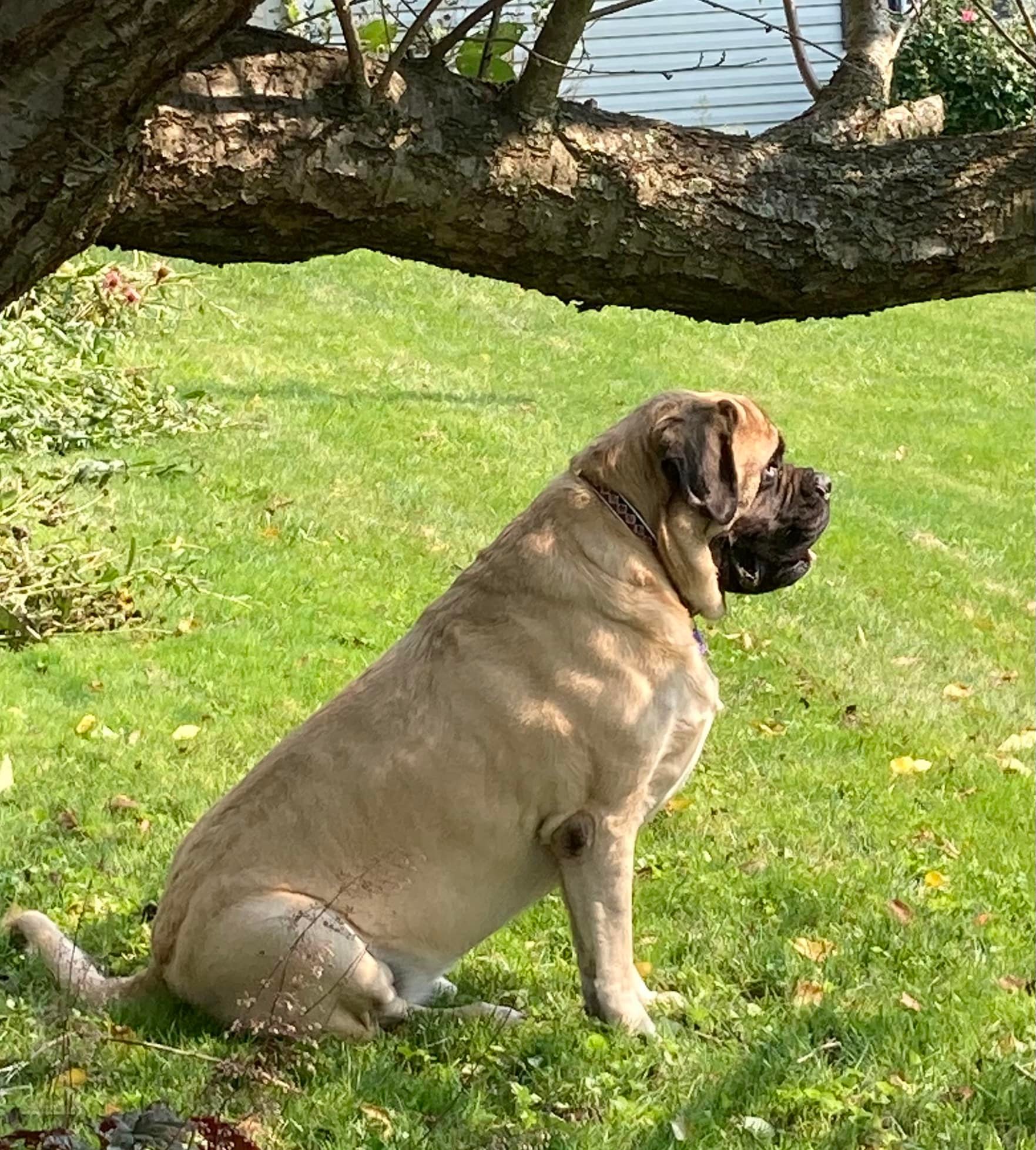 Kim's K9 Droolers Imperial